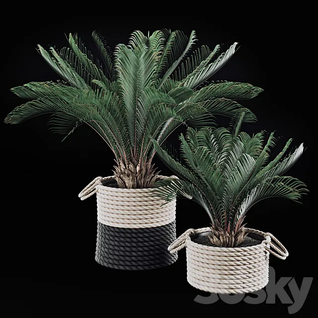 Palms in baskets 3DModel Palms in baskets 3DModel