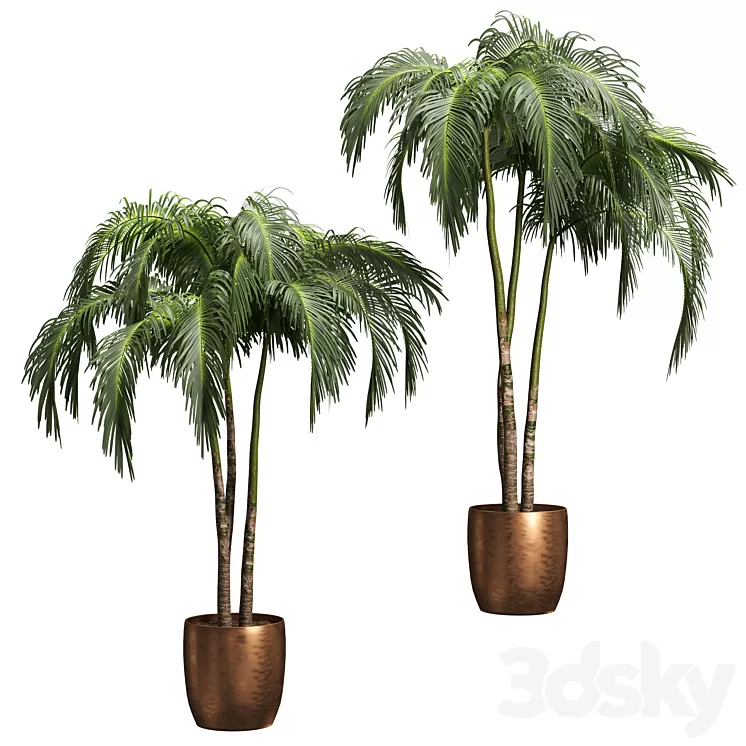 Palms in tubs. 6 models 3D Model Palms in tubs. 6 models 3D Model
