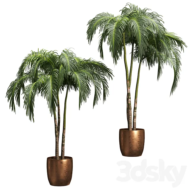 Palms in tubs. 6 models 3DModel