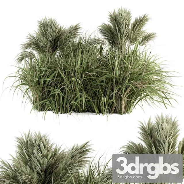 Pampas Bush Bush Set 21 3D Model Download