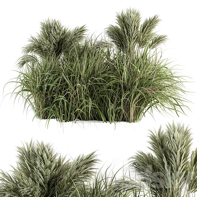 Pampas Bush – Bush Set 21 3D Model