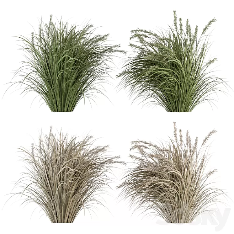 Pampas Bush Dried and Fresh – Bush Set 42 3D Model Free Download Pampas Bush Dried and Fresh – Bush Set 42 3D Model Free Download