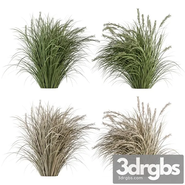 Pampas bush dried and fresh – bush set 42