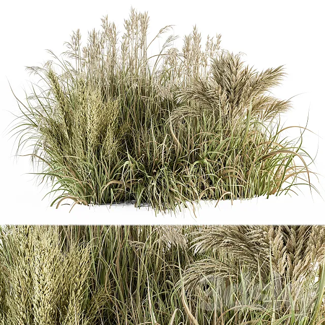 Pampas Bush Dried and Fresh – Bush Set 54 3D Model