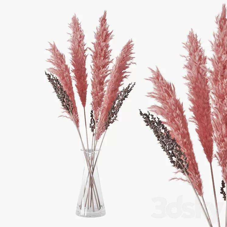 Pampas grass 04 3D Model