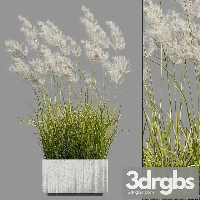 Pampas Grass 3 3D Model Download