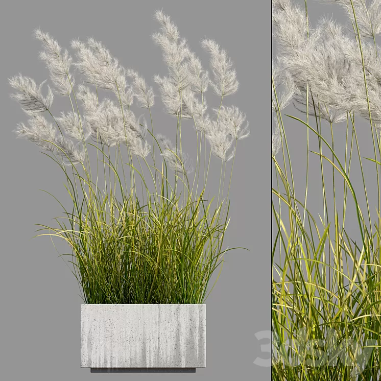 pampas grass 3 3D Model Free Download