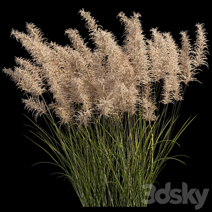 Pampas grass 3D Model Free Download
