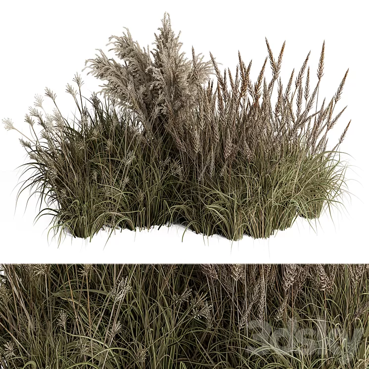 Pampas Plant Bush Set 96 3D Model Free Download