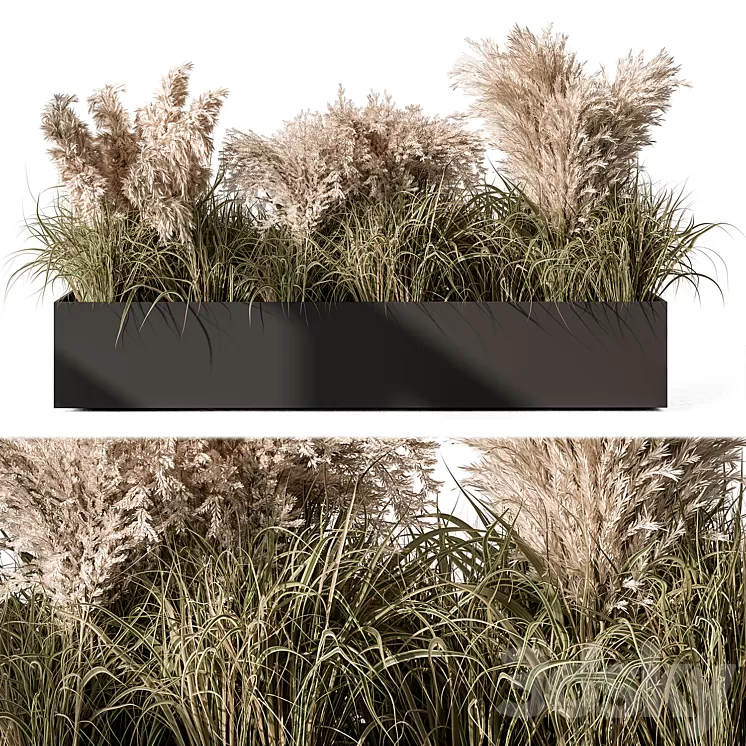 Pampas Plants – Outdoor Plants Set 433 3D Model Free Download