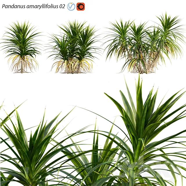 Pandanus amaryllifolius | Pandan leaves | Edible pandan 02 3D Model
