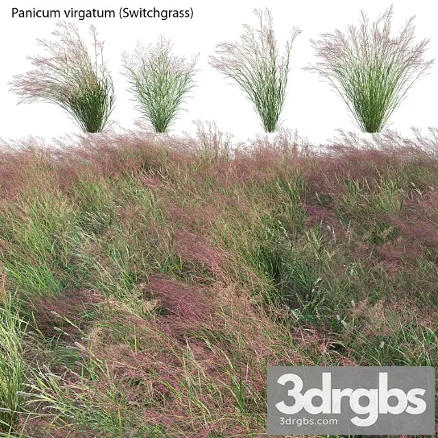 Panicum Virgatum Switch Grass 3D Model Download