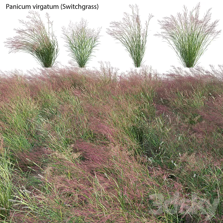 Panicum virgatum (Switchgrass) 3D Model Free Download