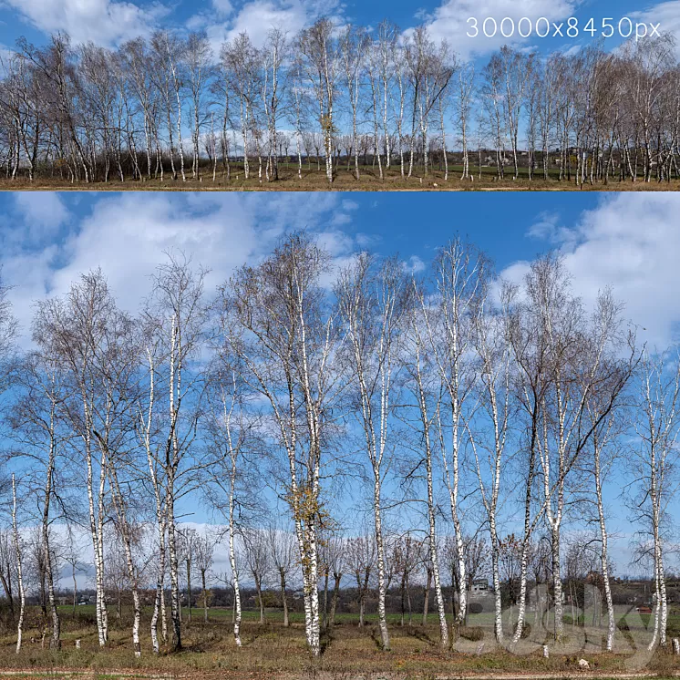 Panorama with birches. 30k 3D Model Panorama with birches. 30k 3D Model