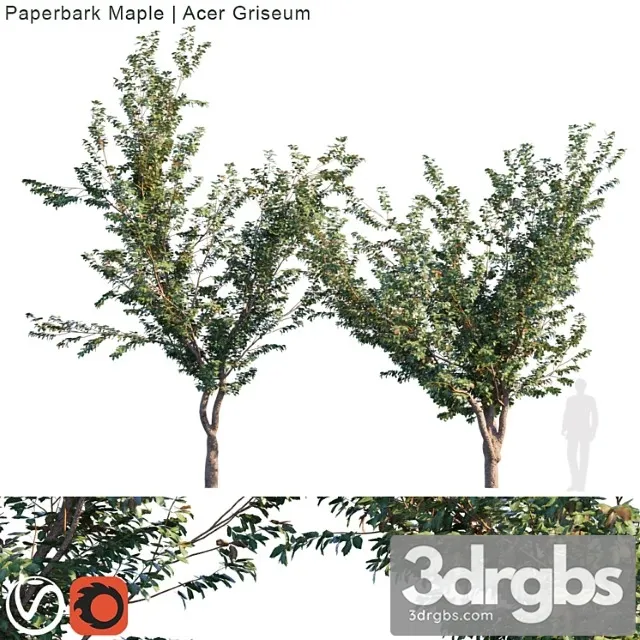 Paperbark Maple Acer Griseum 3D Model Download