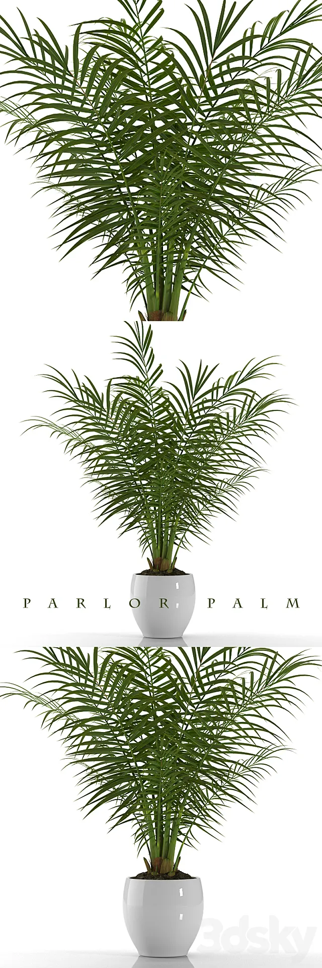 PARLOR PALM P23 3DModel PARLOR PALM P23 3DModel