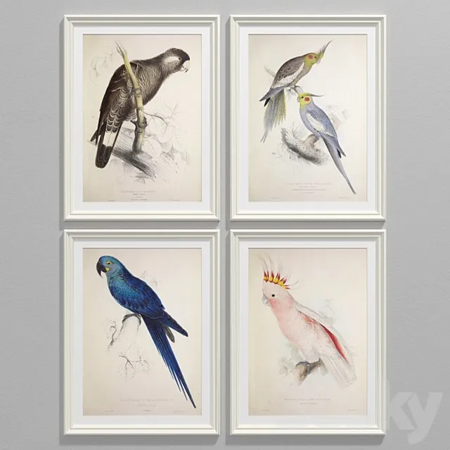 Parrot set 3DModel Parrot set 3DModel