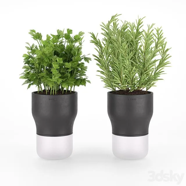 Parsley and rosemary for kitchen in pots EvaSolo 3D Model Parsley and rosemary for kitchen in pots EvaSolo 3D Model
