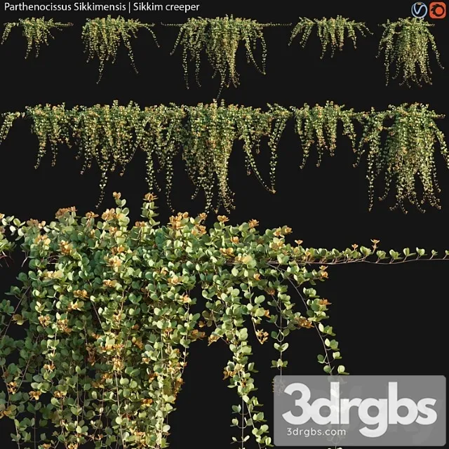 Parthenocissus Sikkimensis Sikkim Creeper 02 3D Model Download