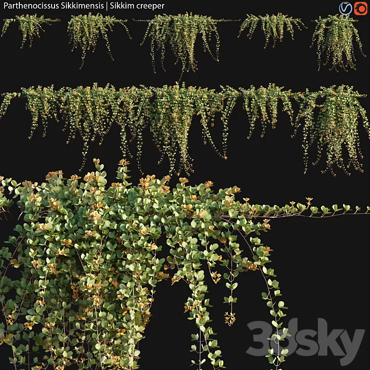 Parthenocissus Sikkimensis – Sikkim creeper – 02 3D Model Parthenocissus Sikkimensis – Sikkim creeper – 02 3D Model