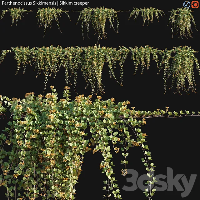 Parthenocissus Sikkimensis – Sikkim creeper – 02 3DModel