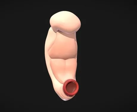 PBR Game 3D Models – 3 Weeks Human Embryonic (Baby Stages)