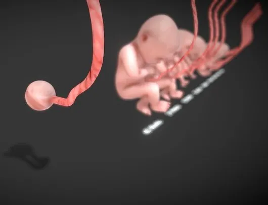 PBR Game 3D Models – 3D Animated Human Fetus