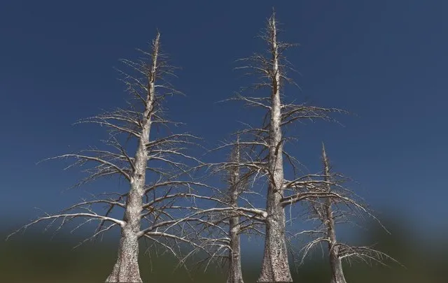PBR Game 3D Models – 4 Dead Fir Trees Pack (Ultrahigh Poly)