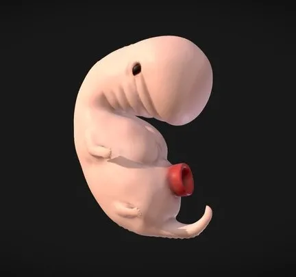 PBR Game 3D Models – 4 Weeks Human Embryonic (Baby Stages)