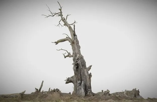 PBR Game 3D Models – 600 Year Old Dead Oak   ENT 01