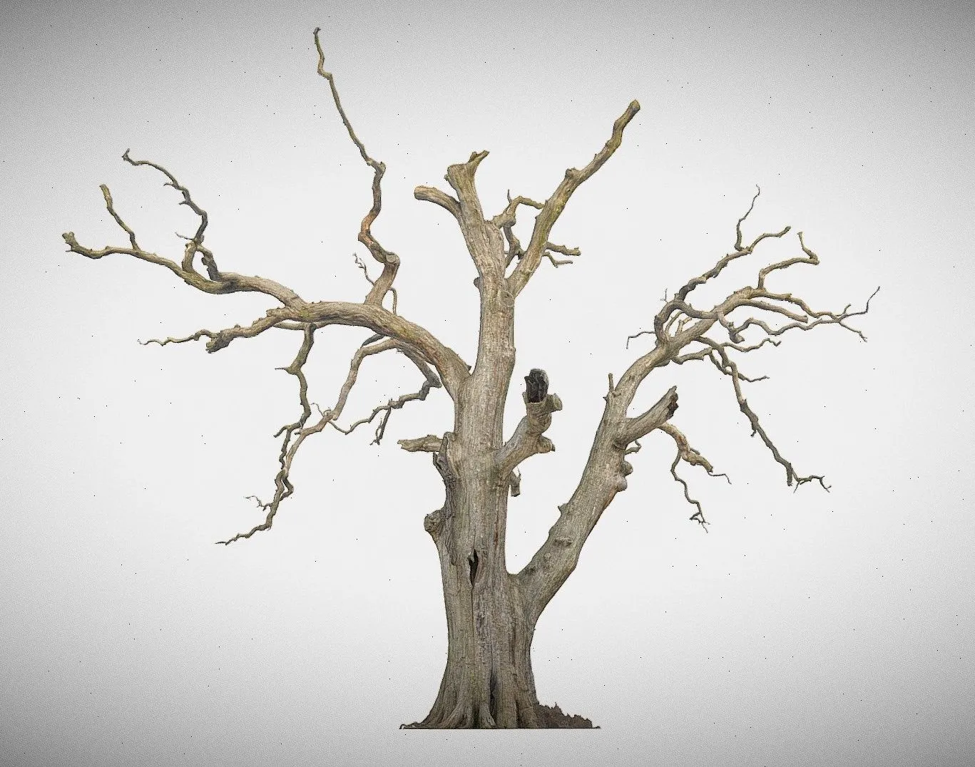 PBR Game 3D Models – 600 Year Old Dead Oak Ent 03