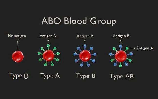 PBR Game 3D Models – ABO Blood Group