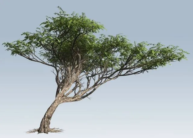 PBR Game 3D Models – Acacia tree