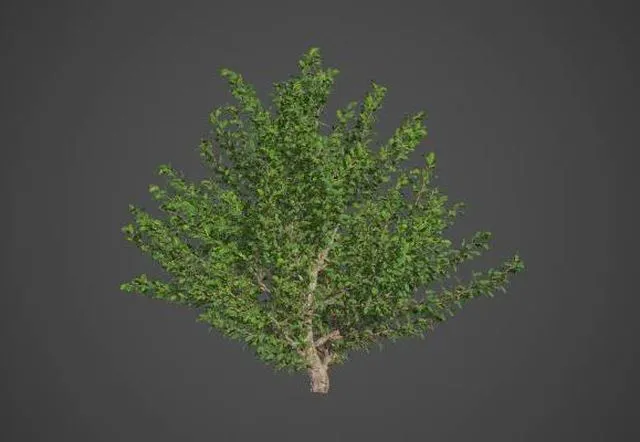 PBR Game 3D Models – African Boxwood Collection – Myrsine Africana