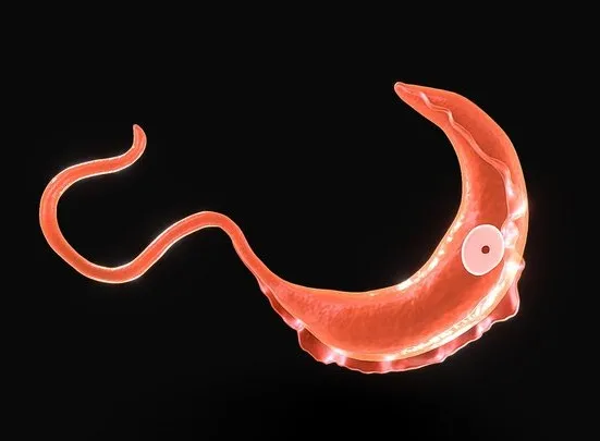 PBR Game 3D Models – African Trypanosomiasis Sleeping Sickness