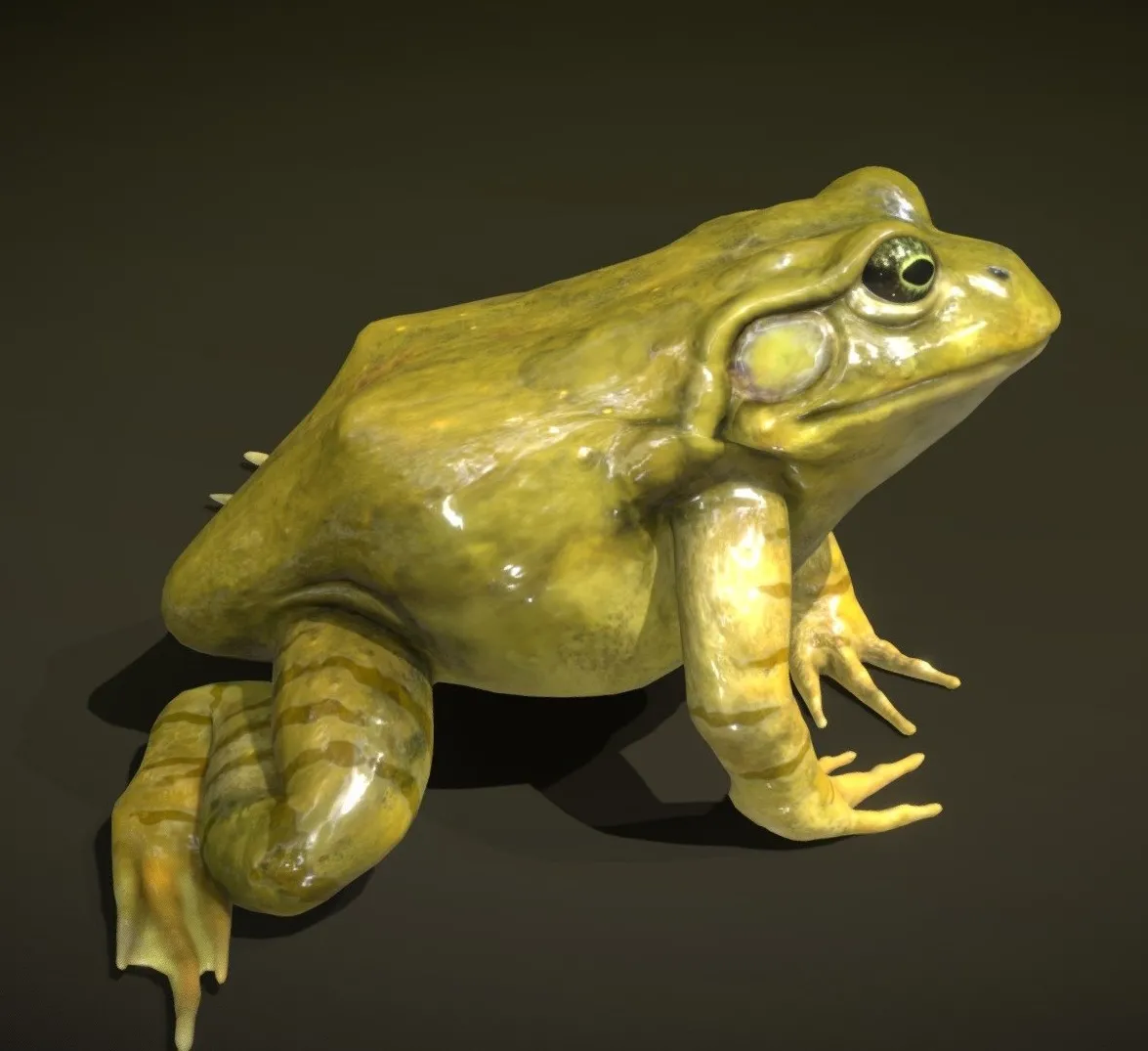 PBR Game 3D Models – American Bullfrog