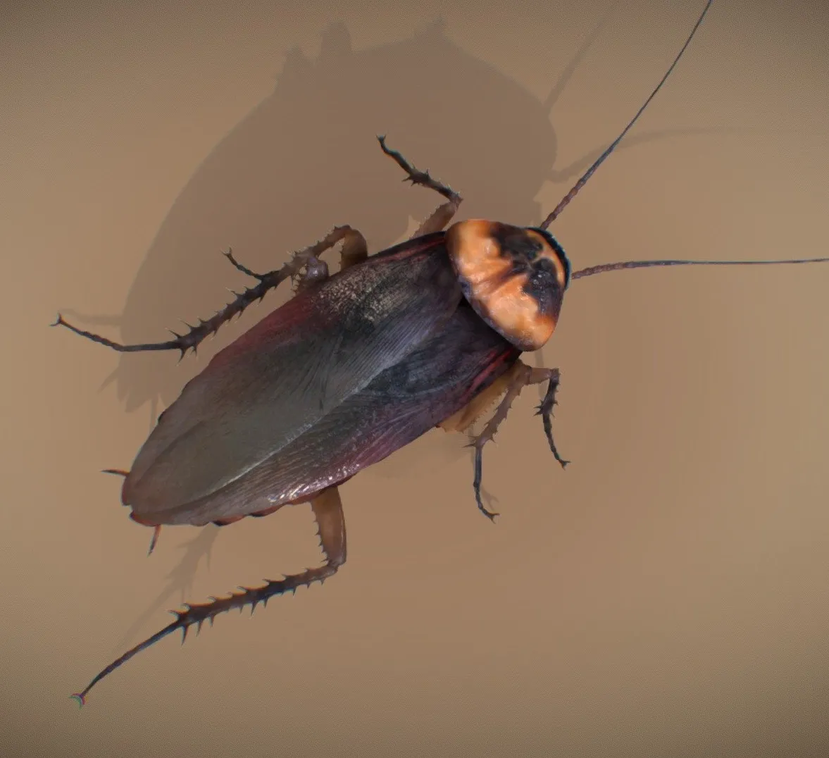 PBR Game 3D Models – American Cockroach