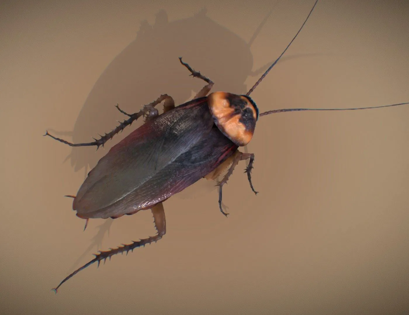 PBR Game 3D Models – American Cockroach