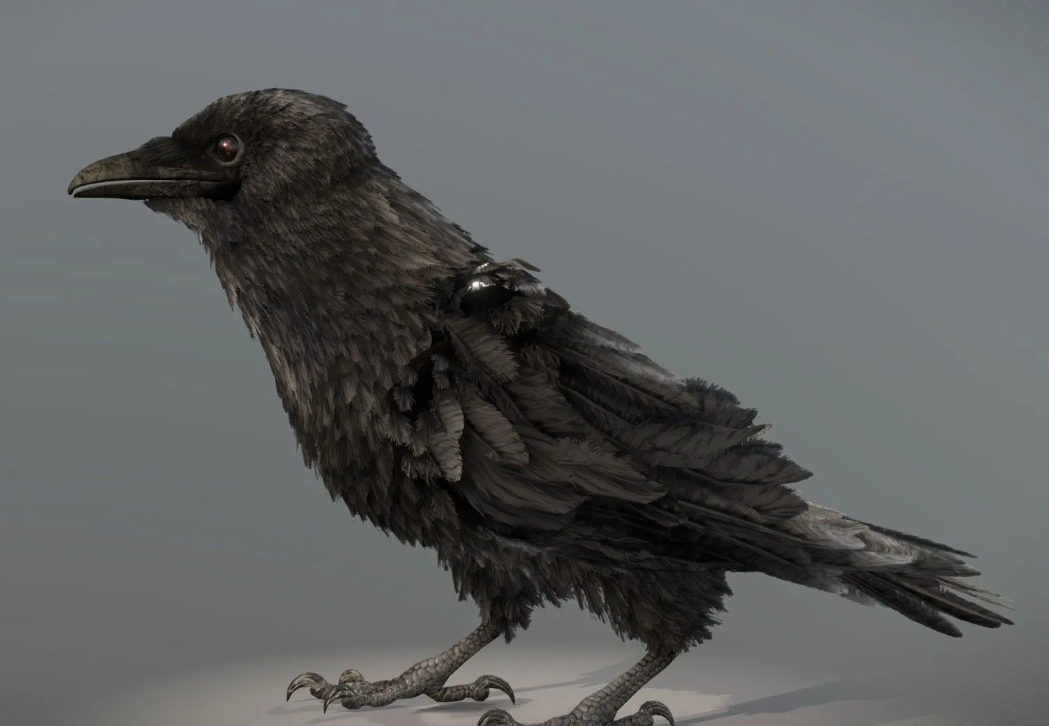 PBR Game 3D Models – American Crow