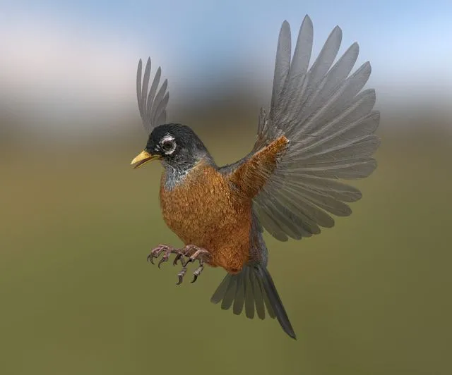 PBR Game 3D Models – American Robin – Blender
