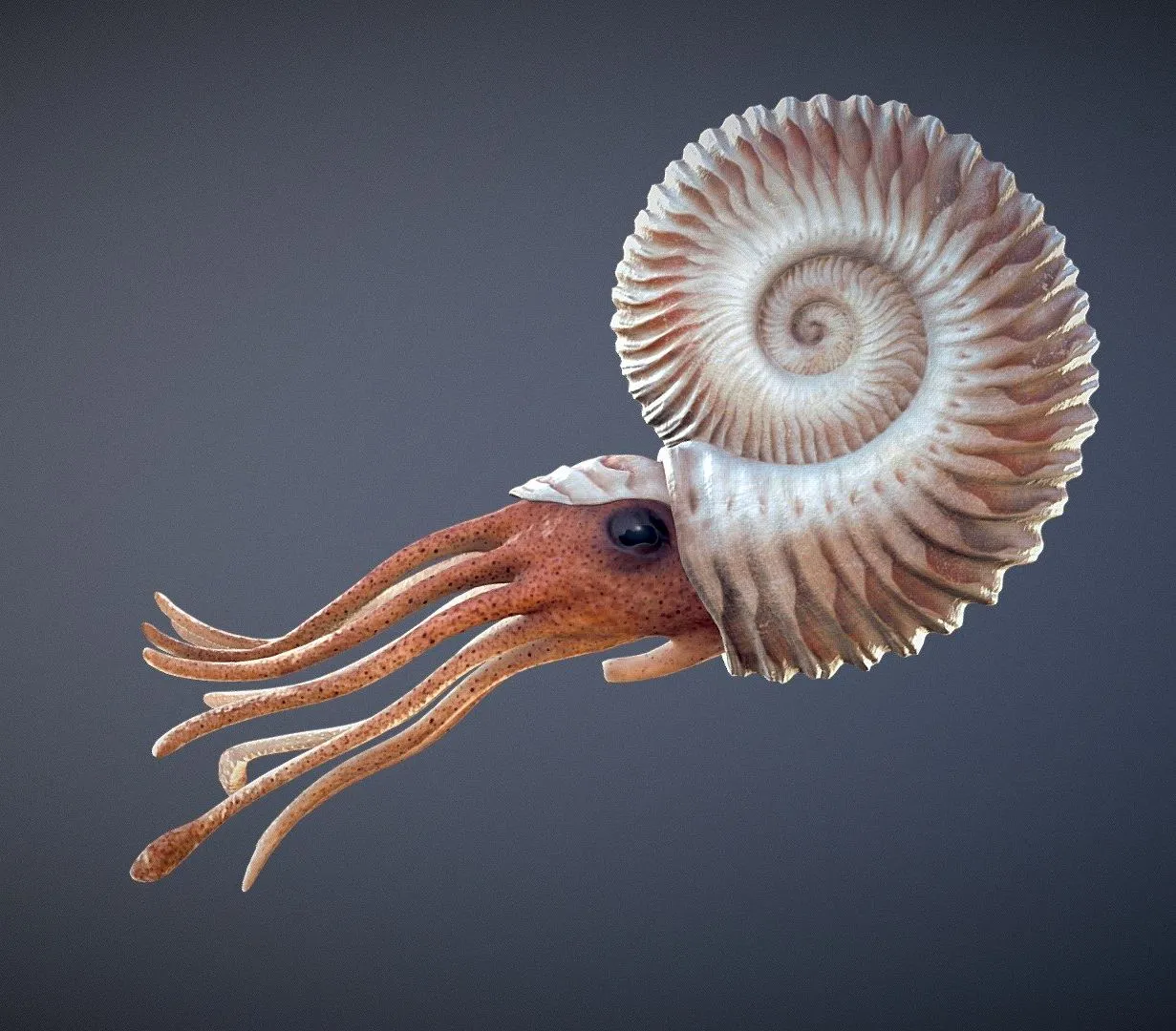 PBR Game 3D Models – Ammonite Swim Cycle