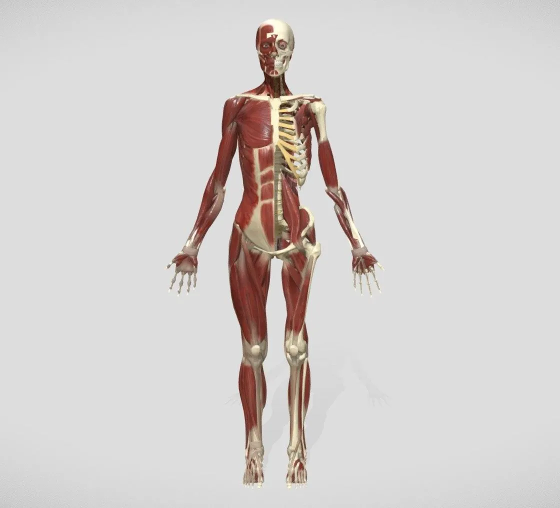 PBR Game 3D Models – Anatomy 2019