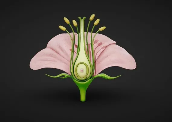 PBR Game 3D Models – Anatomy Of A Flower