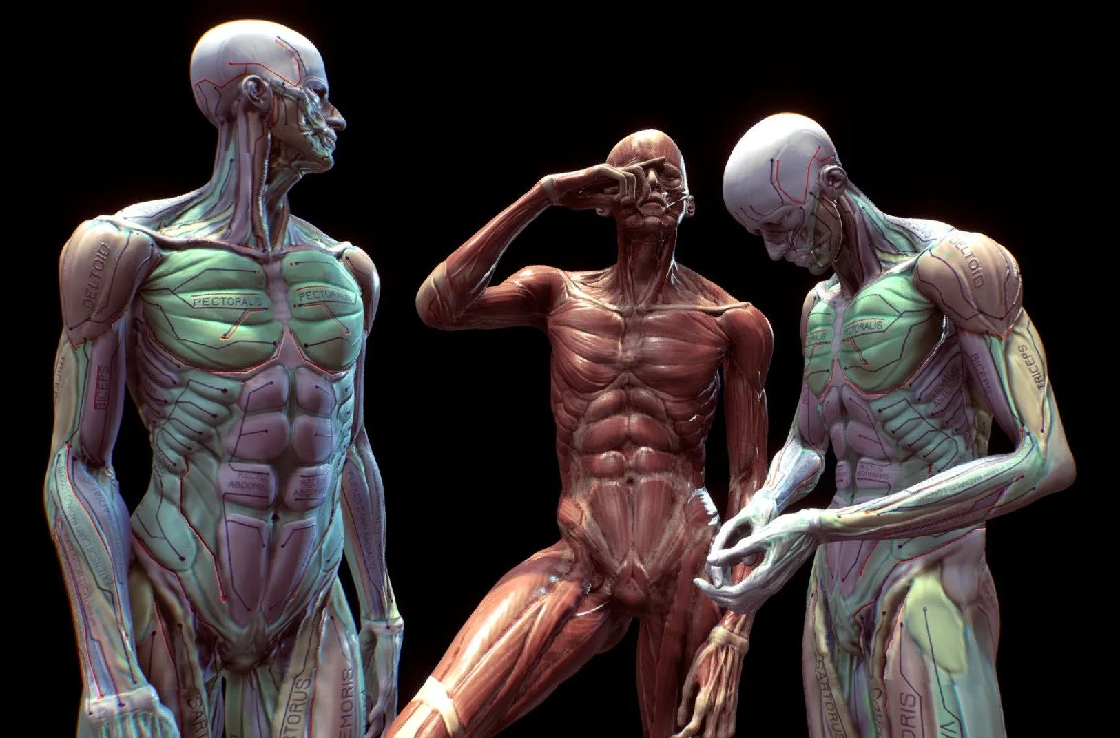 PBR Game 3D Models – Anatomy Pose Study