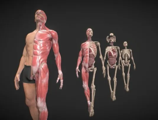PBR Game 3D Models – Anatomy Ultimate Pack