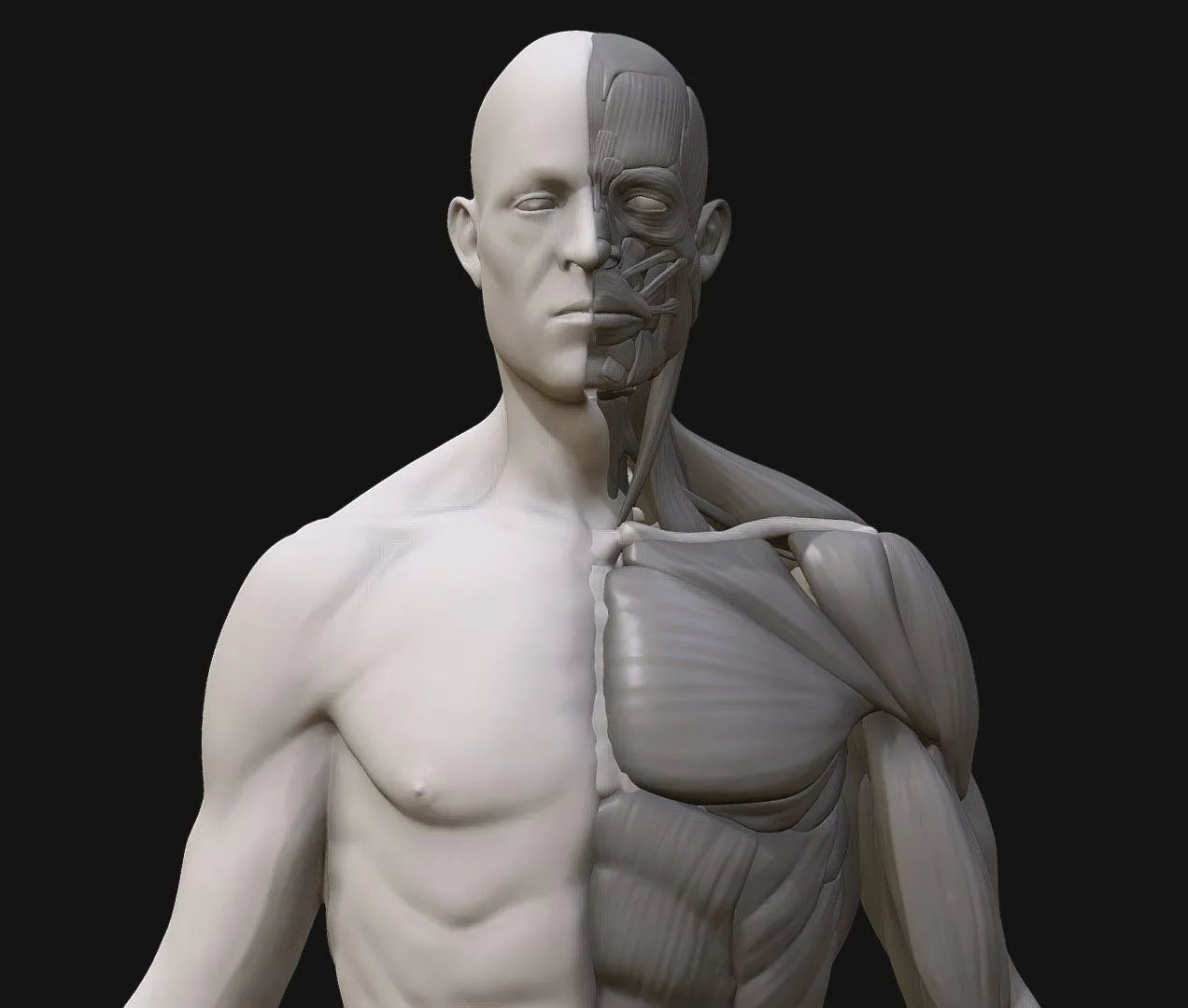 PBR Game 3D Models – Anatomy2