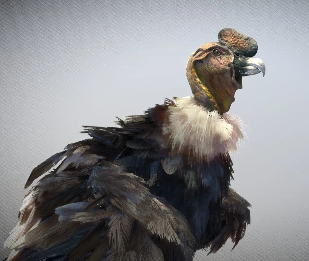 PBR Game 3D Models – Andean Condor