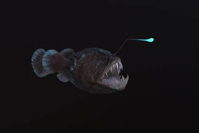 PBR Game 3D Models – Angler Fish monkfish