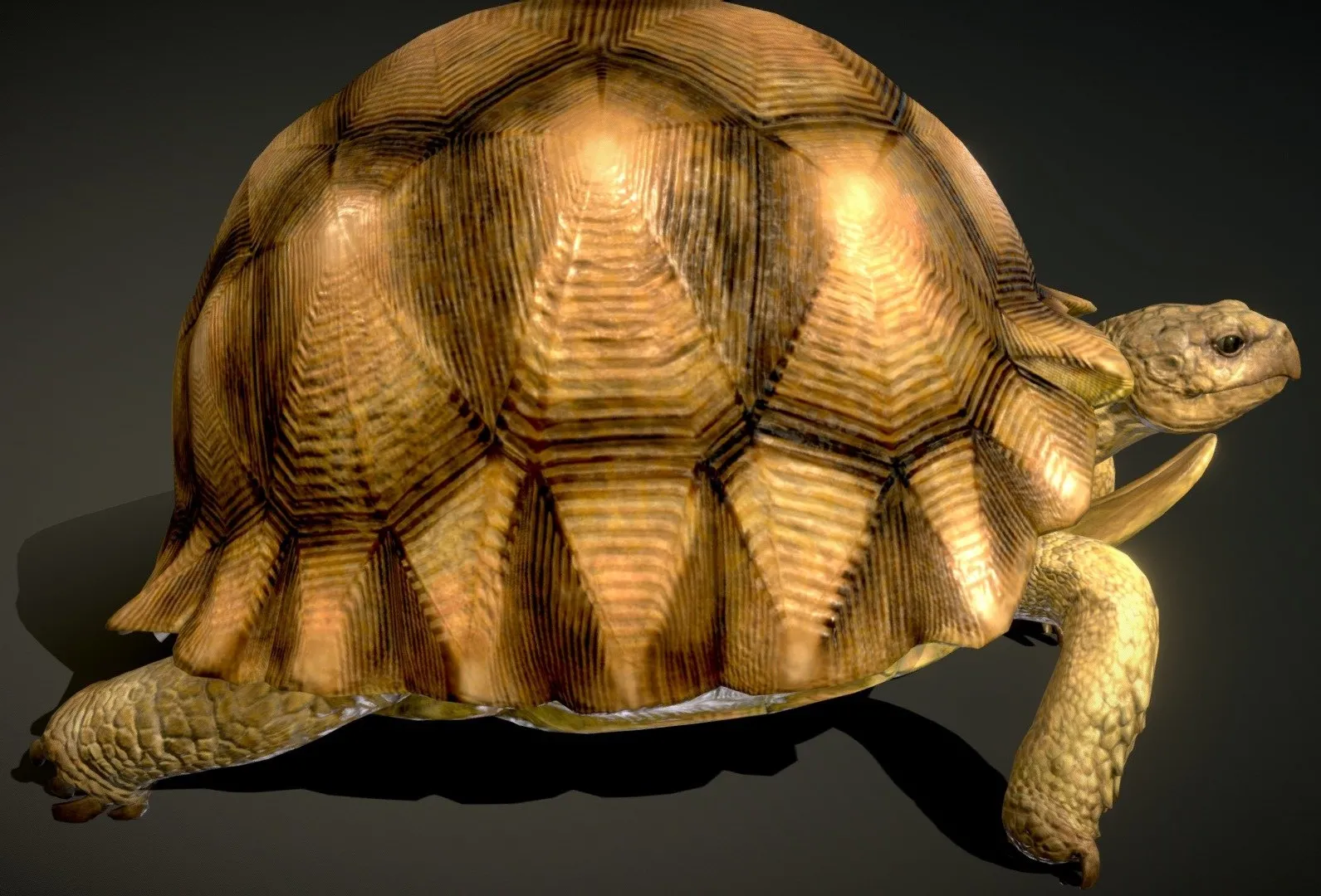 PBR Game 3D Models – Angonoka Tortoise