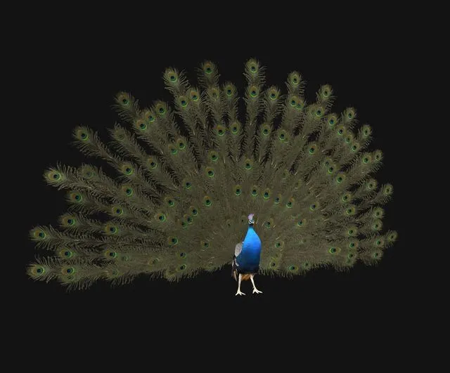 PBR Game 3D Models – Aniamted peacock peafowl